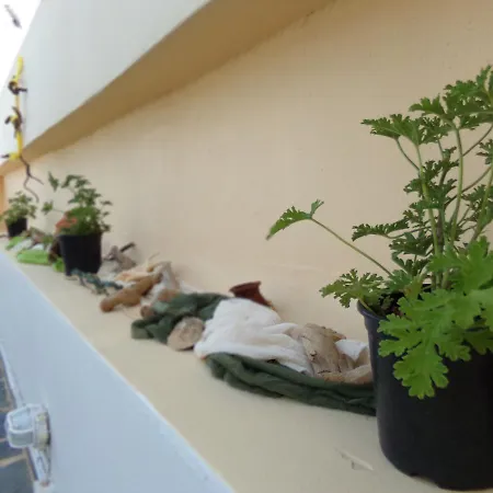 Locadiera Pansion Πανδοχείο 2*